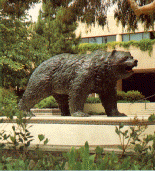 UCLA Bruin